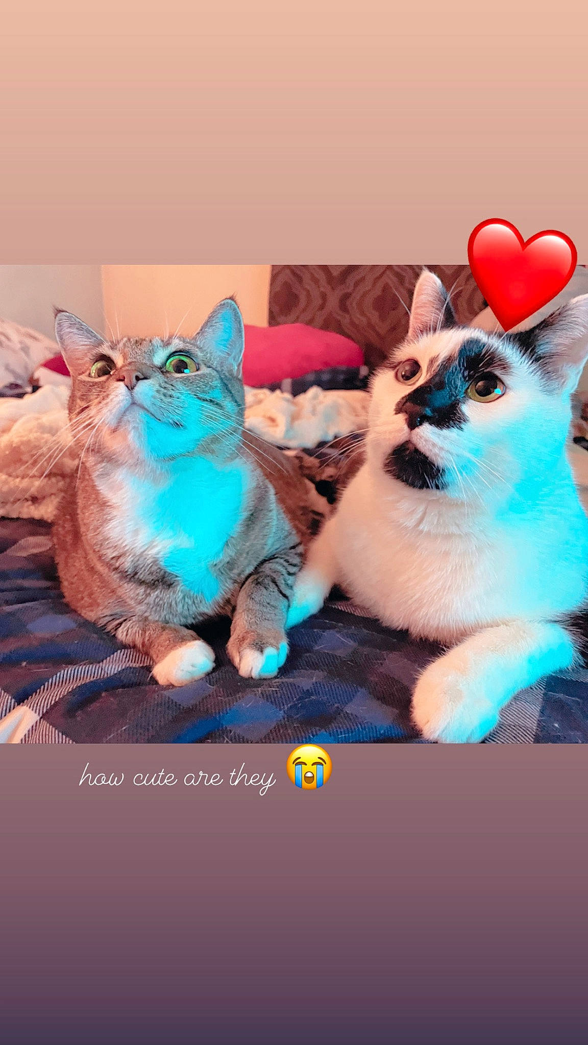 Jaxson joined the competition — help win amazing prizes! aqua, art, azure, carnivore, cat, comfort, companion_dog, fawn, felidae, gesture, happy, mammal, organism, small_to_medium_sized_cats, snout, stuffed_toy, textile, toy, vertebrate, whiskers