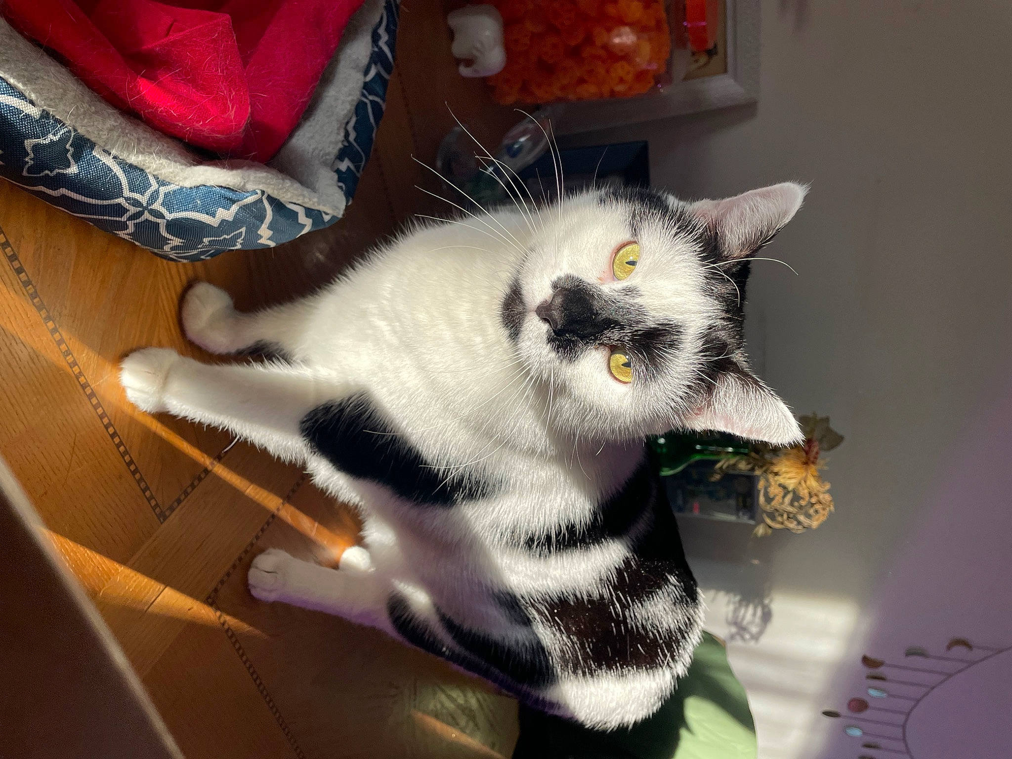 Jaxson joined the competition — help win amazing prizes! carnivore, cat, claw, domestic_short_haired_cat, felidae, fur, linens, pattern, paw, plant, small_to_medium_sized_cats, snout, tail, textile, whiskers, window