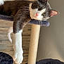 Rio participe au concours pour gagner de l'argent avec cette photo : cat, gray_cat, white_paws, cat_tree, scratching_post, indoor, relaxed, sleepy, feline, pet, fur, whiskers, paw, wall, electrical_outlet, home, cozy, resting, animal, cute