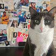 Rio participe au concours pour gagner de l'argent avec cette photo : cat, tuxedo_cat, pet, animal, portrait, green_eyes, whiskers, close_up, indoor, photography, collage, photos, notes, wall, mementos, background, black_and_white, fur, table, face
