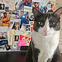 Rio a rejoint le concours — aidez-le/la à gagner de superbes lots ! cat, tuxedo_cat, pet, animal, portrait, green_eyes, whiskers, close_up, indoor, photography, collage, photos, notes, wall, mementos, background, black_and_white, fur, table, face