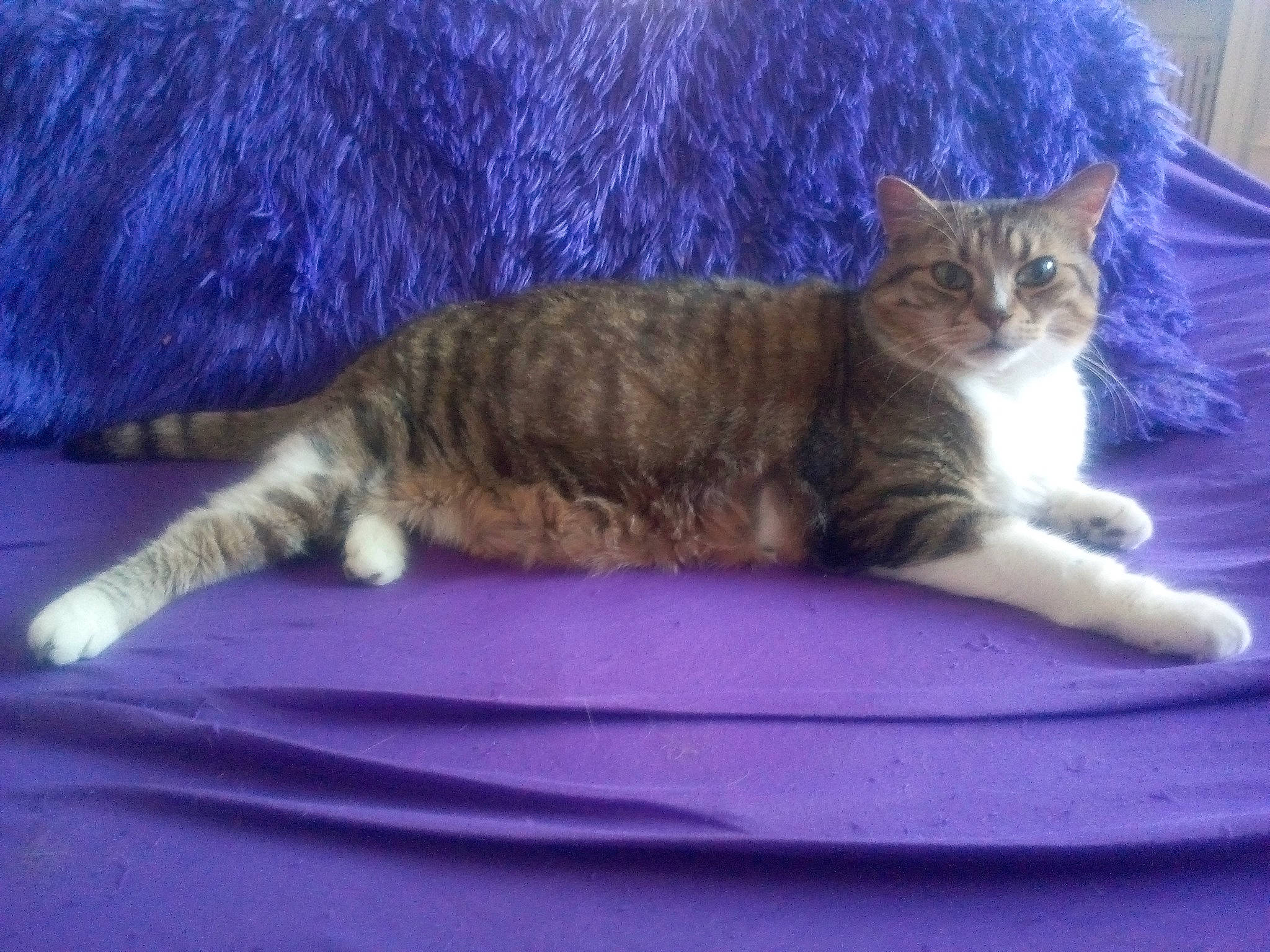 Velours a rejoint le concours — aidez-le/la à gagner de superbes lots ! blue, carnivore, cat, cat_supply, claw, comfort, domestic_short_haired_cat, electric_blue, felidae, fur, nap, paw, purple, sitting, small_to_medium_sized_cats, snout, tail, whiskers