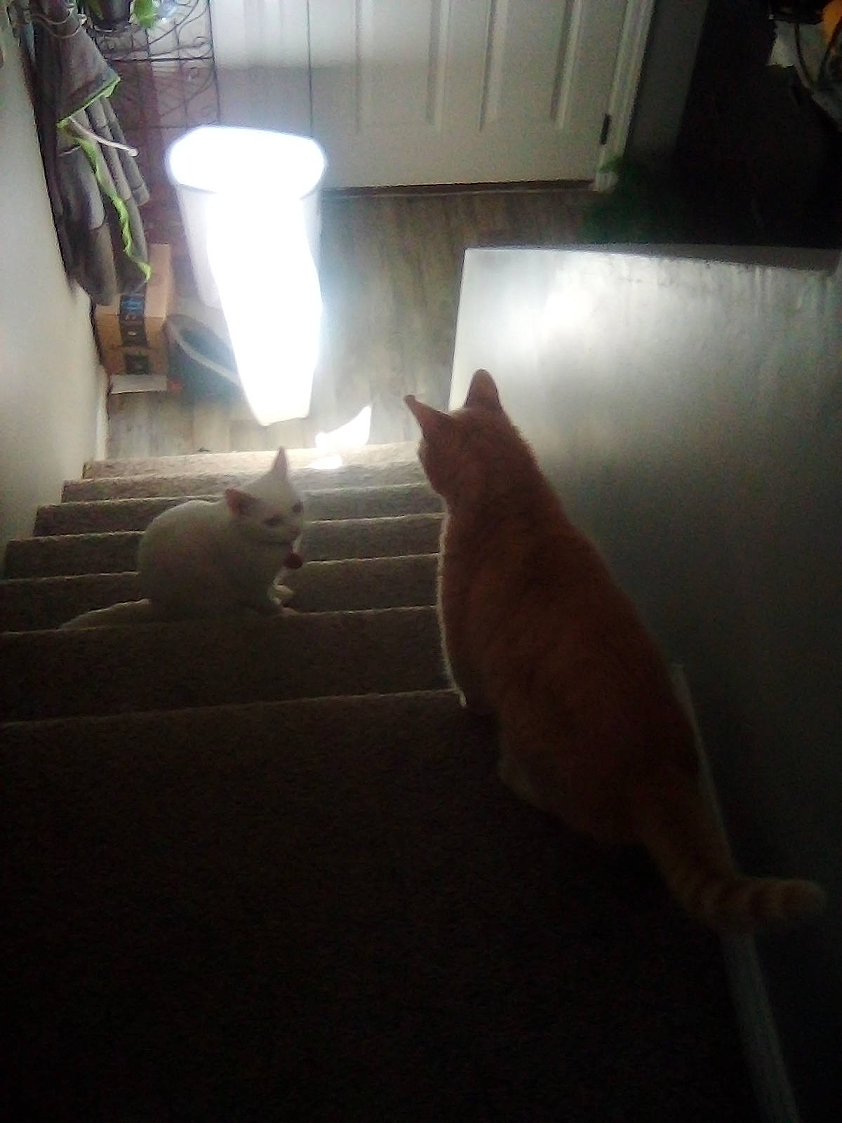 Q Q is registered to the contest to win money with this photo: brown, carnivore, cat, darkness, felidae, floor, flooring, flowerpot, hardwood, houseplant, light, plant, room, shade, small_to_medium_sized_cats, tail, tints_and_shades, vehicle_door, whiskers, wood