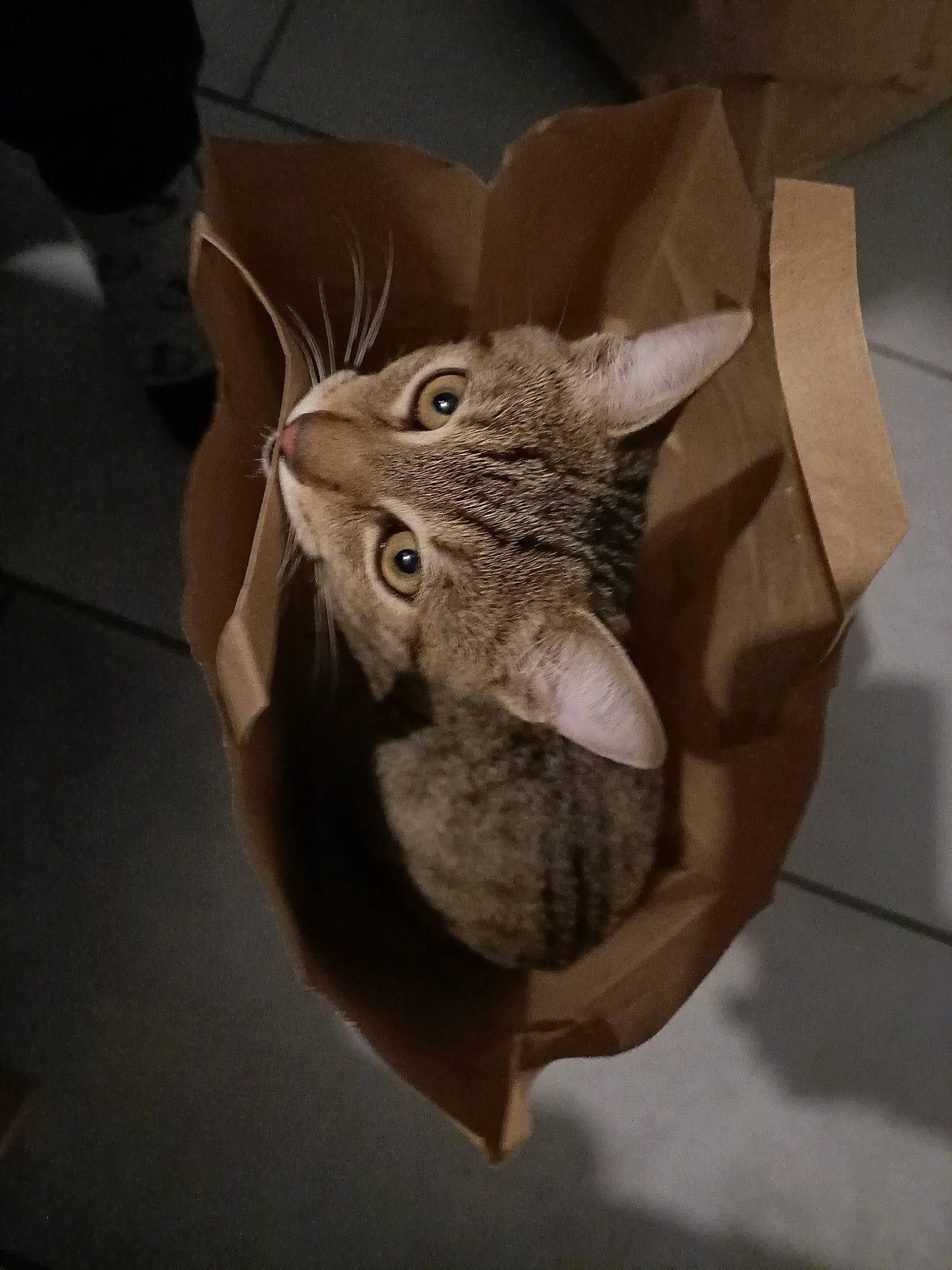 Timmy a rejoint le concours — aidez-le/la à gagner de superbes lots ! art, carnivore, cat, circle, claw, domestic_short_haired_cat, fashion_accessory, felidae, fur, grey, helmet, metal, paper, paper_product, small_to_medium_sized_cats, snout, tail, whiskers, window, wood