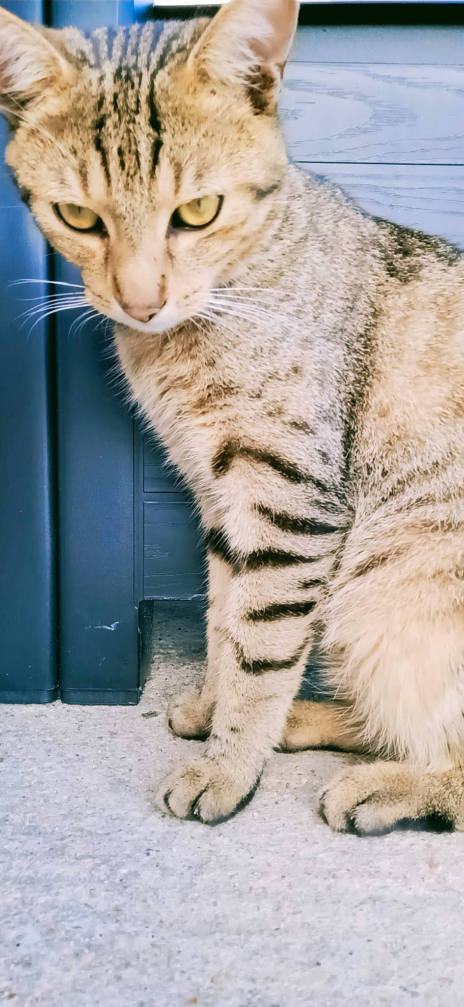 Timmy participe au concours pour gagner de l'argent avec cette photo : carnivore, cat, claw, domestic_short_haired_cat, felidae, fur, paw, small_to_medium_sized_cats, snout, tail, terrestrial_animal, whiskers, wildlife