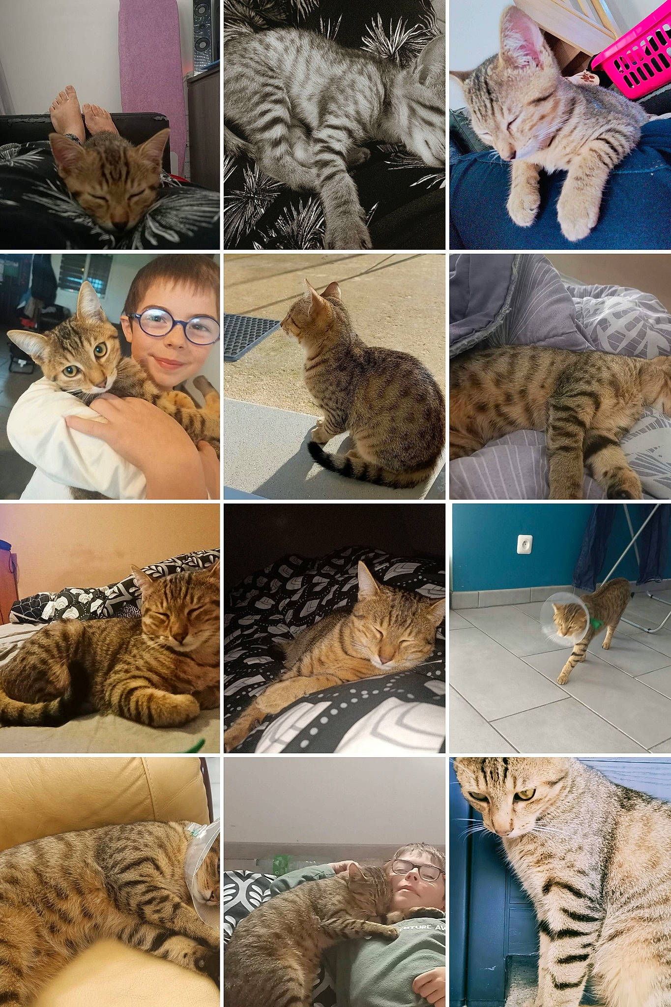 Timmy participe au concours pour gagner de l'argent avec cette photo : adaptation, art, carnivore, cat, collage, domestic_short_haired_cat, fawn, felidae, fur, mammal, organism, pattern, photograph, small_to_medium_sized_cats, snapshot, tail, terrestrial_animal, vertebrate, whiskers, wildlife