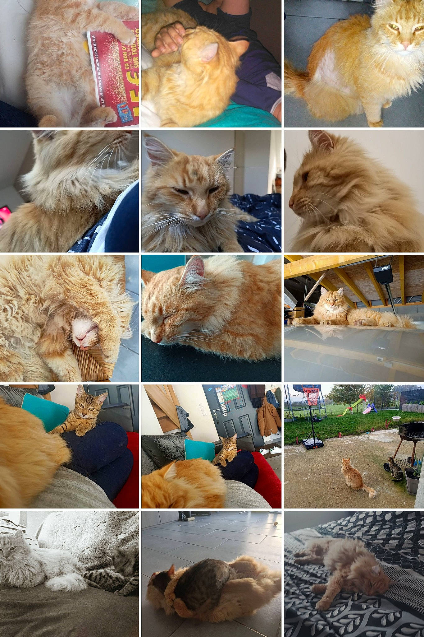 Mowgly participe au concours pour gagner de l'argent avec cette photo : art, carnivore, cat, collage, fawn, felidae, fur, human, landscape, mammal, natural_material, organism, photograph, plant, small_to_medium_sized_cats, snapshot, soil, vertebrate, whiskers, wildlife