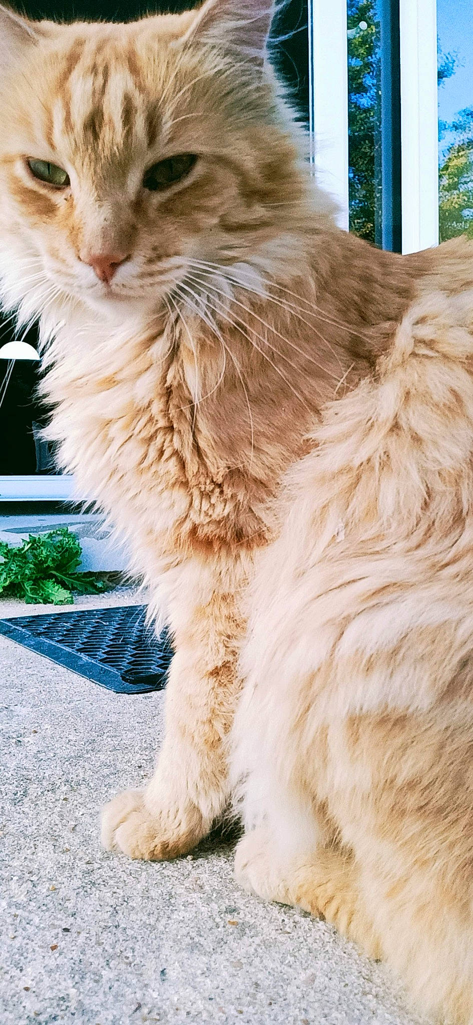 Mowgly participe au concours pour gagner de l'argent avec cette photo : british_longhair, carnivore, cat, claw, domestic_short_haired_cat, eye, fawn, felidae, fur, maine_coon, paw, persian, plant, small_to_medium_sized_cats, snout, tail, terrestrial_animal, whiskers, window