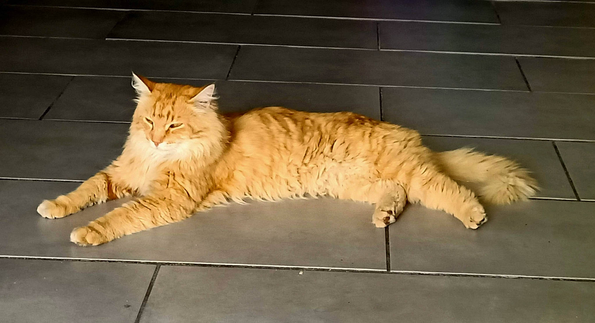 Mowgly a rejoint le concours — aidez-le/la à gagner de superbes lots ! carnivore, cat, claw, domestic_short_haired_cat, fawn, felidae, fur, nap, paw, plant, road_surface, sitting, sleep, small_to_medium_sized_cats, snout, tail, terrestrial_animal, whiskers, wood