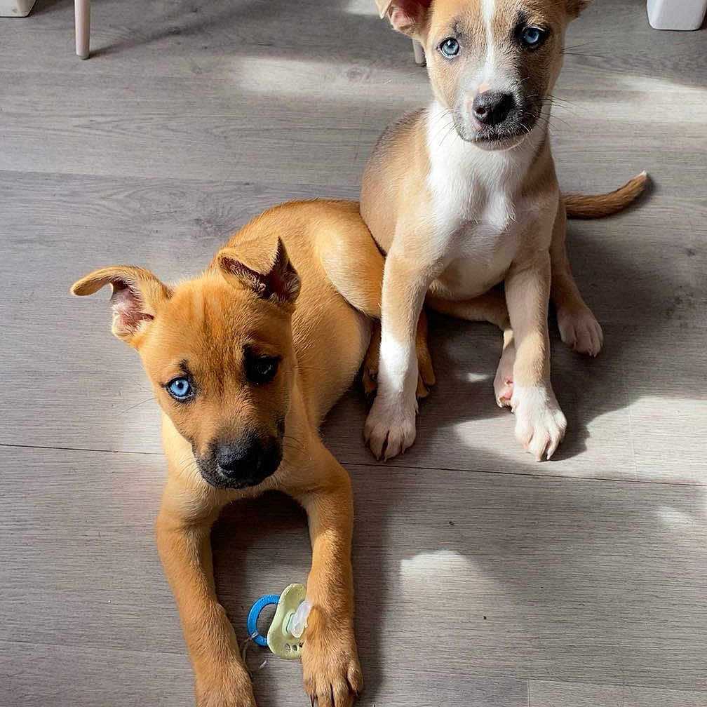 Nala Yuka participe au concours pour gagner de l'argent avec cette photo : animal, blue_eyes, brown_fur, companion, cute, dog, domestic, floor, furniture_legs, indoor, light, lying_down, pacifier, pet, puppy, shadow, sitting, white_paws, wooden_floor, young