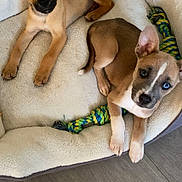 Nala Yuka a rejoint le concours — aidez-le/la à gagner de superbes lots ! puppy, dog_bed, heterochromia, toy, rope_toy, brown_puppy, tan_puppy, indoor, floor, pet, cute, animal, canine, resting, looking, ears, young_dog, fur, playful, companion