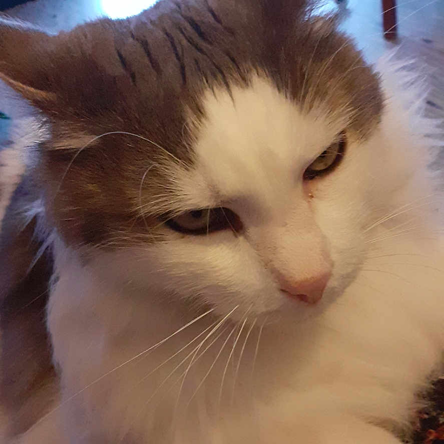 Niki a rejoint le concours — aidez-le/la à gagner de superbes lots ! abyssinian, angora, animal, architecture, building, cat, chair, couch, diningtable, furniture, hardwood, indoors, interiordesign, kitten, livingroom, manx, pet, room, table, wood