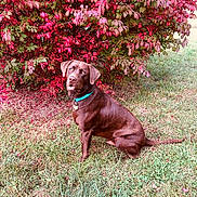 Duke joined the competition — help win amazing prizes! dog, chocolate_labrador, pet, collar, tag, grass, bush, red_leaves, autumn, foliage, outdoor, portrait, sitting, canine, looking_up, nature, lawn, domestic_animal, brown_coat, cute