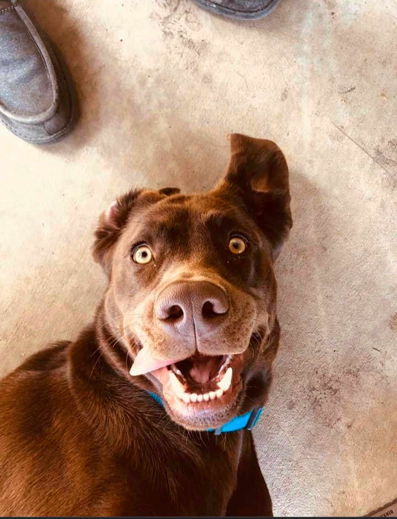 Duke is registered to the contest to win money with this photo: dog, brown_dog, labrador_mix, pet, tongue_out, smiling, teeth, nose, blue_collar, collar, close_up, looking_up, playful, happy, ear, golden_eyes, concrete_floor, shoe, indoor, portrait