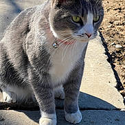 Socks joined the competition — help win amazing prizes! cat, feline, pet, gray_cat, white_paws, collar, bell, whiskers, green_eyes, sitting, close_up, portrait, concrete, sidewalk, shadow, sunlight, outdoor, fur, calm, domestic