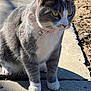 cat, feline, pet, gray_cat, white_paws, collar, bell, whiskers, green_eyes, sitting, close_up, portrait, concrete, sidewalk, shadow, sunlight, outdoor, fur, calm, domestic