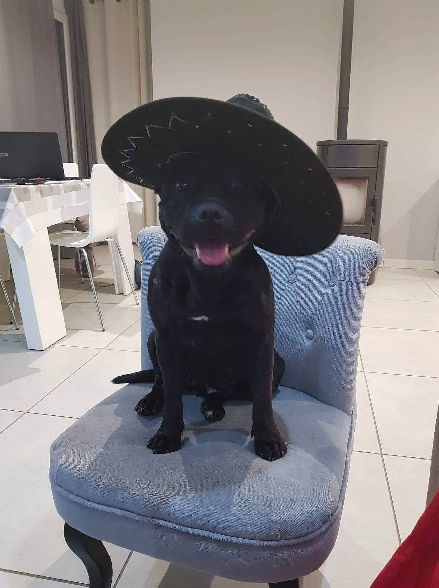 Nesta participe au concours pour gagner de l'argent avec cette photo : borador, canidae, carnivore, companion_dog, dog, dog_breed, floor, fur, labrador_retriever, patterdale_terrier, puppy, retriever, snout, sporting_group, table, tail