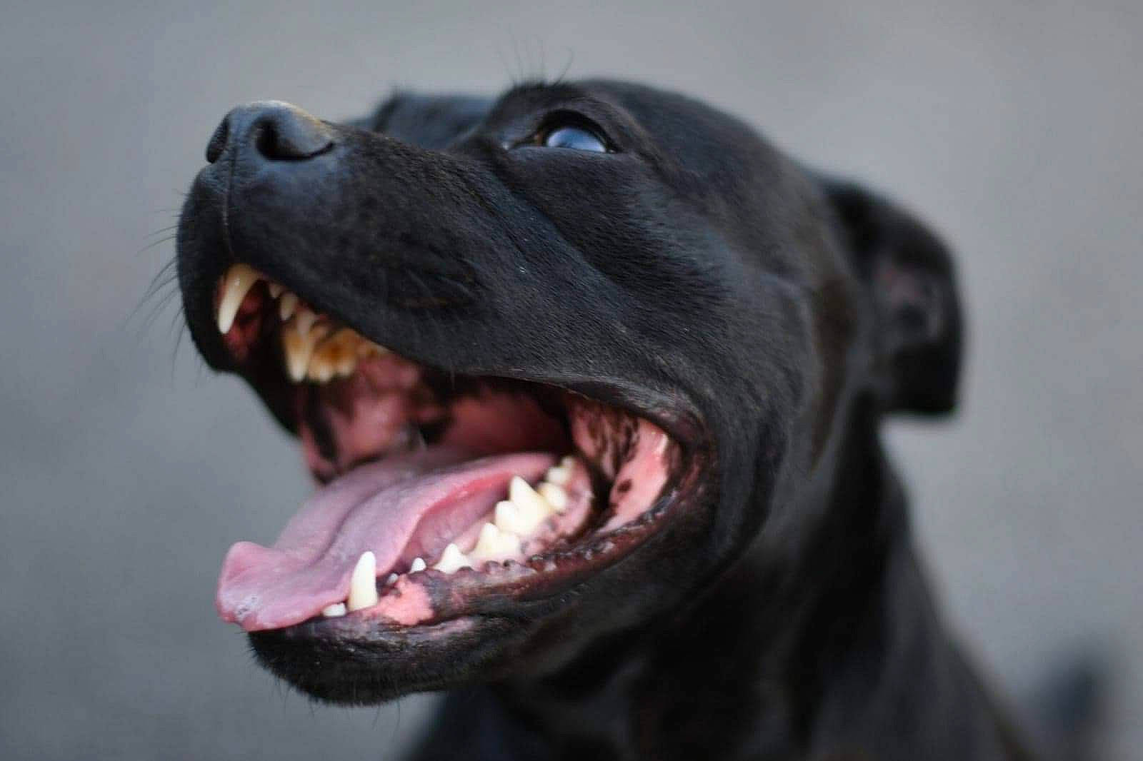 Nesta a rejoint le concours — aidez-le/la à gagner de superbes lots ! american_pit_bull_terrier, american_staffordshire_terrier, canidae, carnivore, dog, dog_breed, facial_expression, jaw, labrador_retriever, mouth, nose, pit_bull, rottweiler, snout, sporting_group, staffordshire_bull_terrier, tongue, tooth, yawn