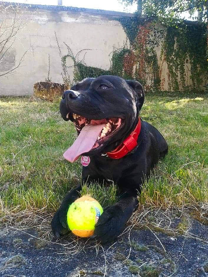 Nesta participe au concours pour gagner de l'argent avec cette photo : american_pit_bull_terrier, ball, cane_corso, canidae, carnivore, dog, dog_breed, guard_dog, mammal, rottweiler, sporting_group, staffordshire_bull_terrier, tennis_ball