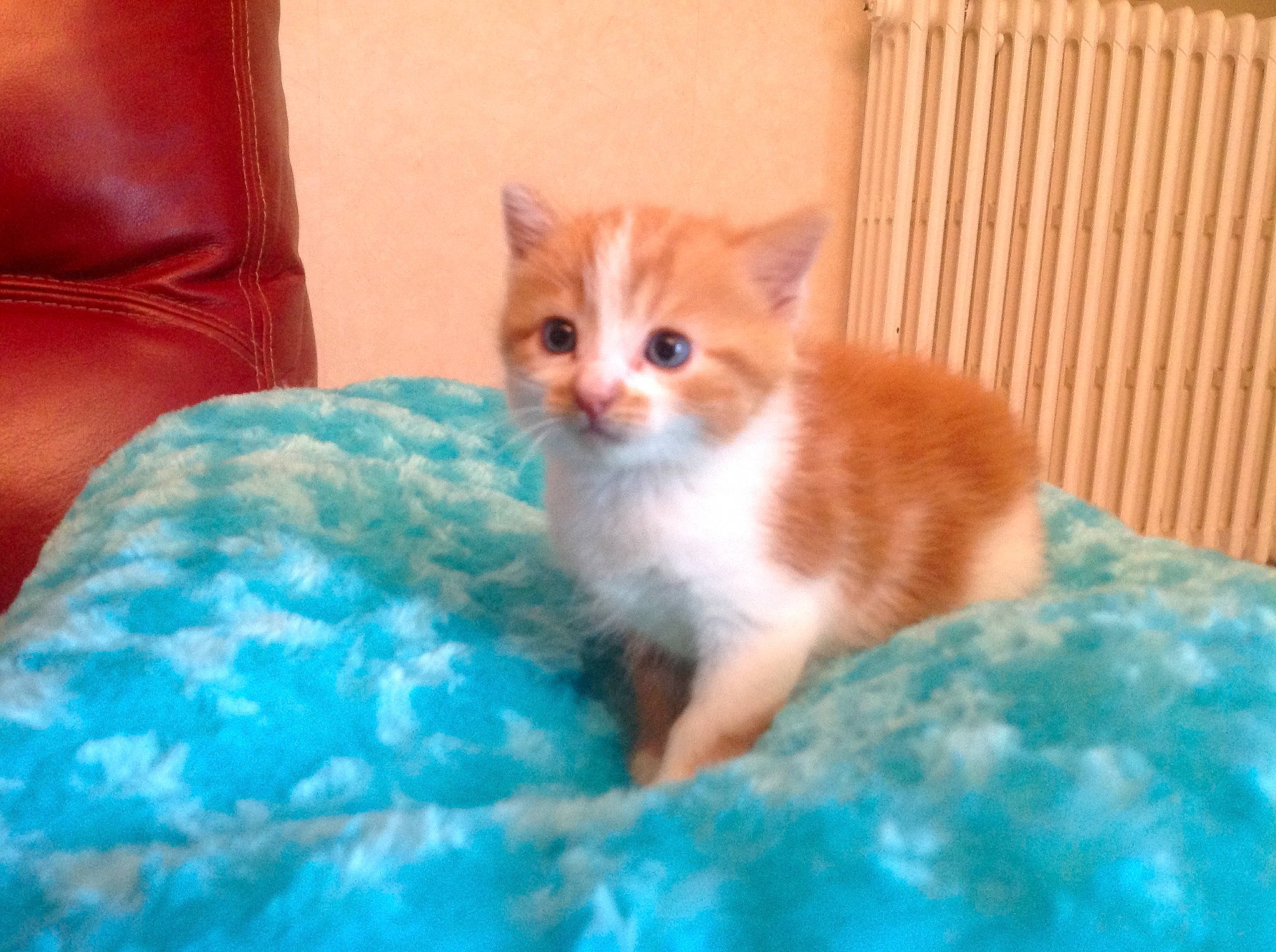 Roukmout a rejoint le concours — aidez-le/la à gagner de superbes lots ! aegean_cat, asian, carnivore, cat, cymric, domestic_short_haired_cat, european_shorthair, fawn, felidae, german_rex, kitten, mammal, munchkin, norwegian_forest_cat, ojos_azules, ragamuffin, small_to_medium_sized_cats, tail, vertebrate, whiskers