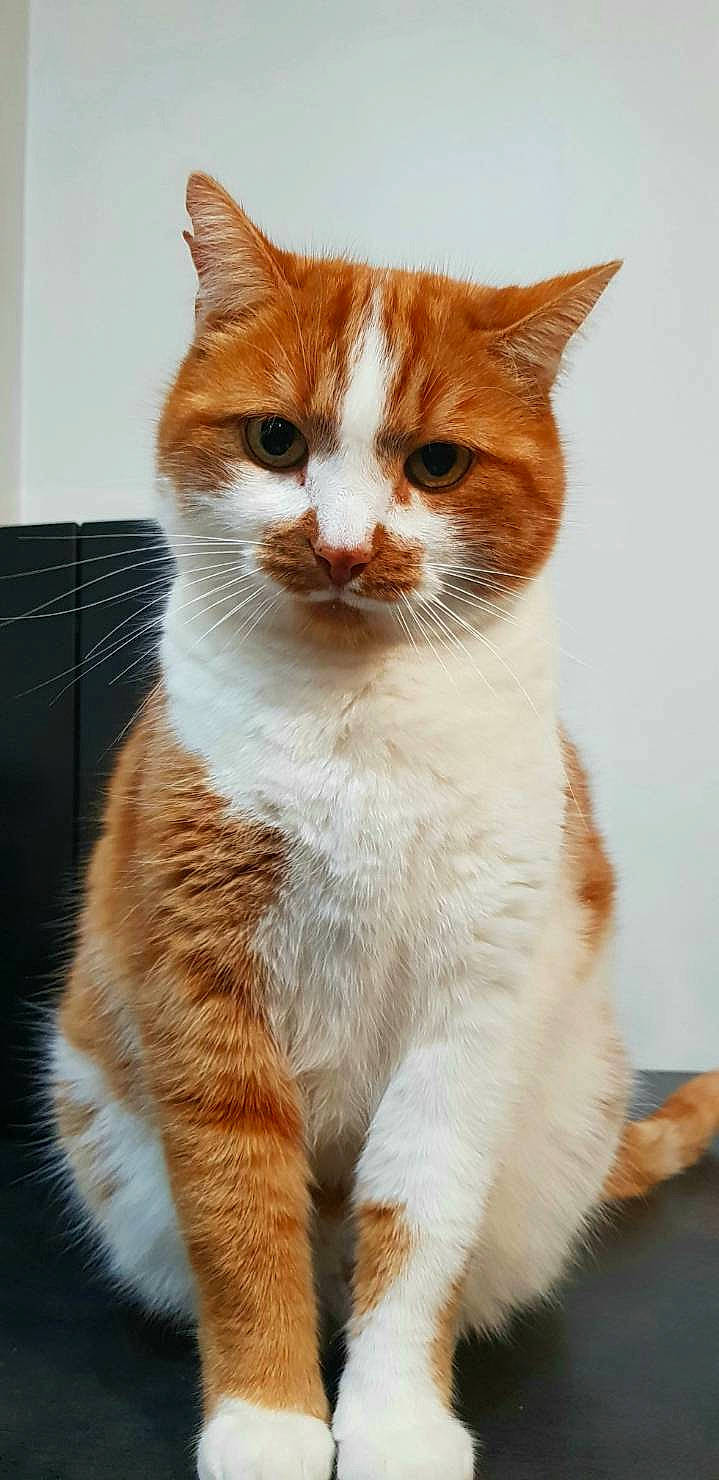 Roukmout a rejoint le concours — aidez-le/la à gagner de superbes lots ! aegean_cat, american_wirehair, arabian_mau, carnivore, cat, domestic_short_haired_cat, european_shorthair, fawn, felidae, german_rex, kitten, mammal, polydactyl_cat, small_to_medium_sized_cats, tabby_cat, whiskers