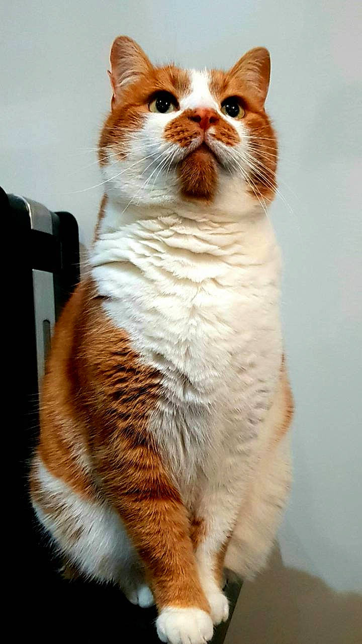 Roukmout participe au concours pour gagner de l'argent avec cette photo : aegean_cat, american_wirehair, carnivore, cat, domestic_short_haired_cat, european_shorthair, fawn, felidae, fur, mammal, paw, small_to_medium_sized_cats, snout, tabby_cat, tail, whiskers