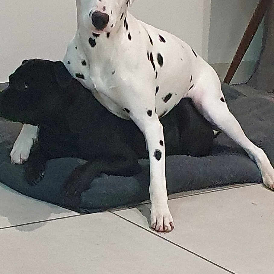 Ubud a rejoint le concours — aidez-le/la à gagner de superbes lots ! dog, dalmatian, black_dog, pets, indoor, tile_floor, cushion, resting, sitting, animal, companion, friendship, spot, white_dog, canine, laying, floor, domestic_animal, two_dogs, relaxation