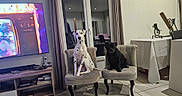 Ubud a rejoint le concours — aidez-le/la à gagner de superbes lots ! dog, dalmatian, black_dog, chair, living_room, tv, curtains, table, furniture, indoor, pets, home, floor, window, decor, remote_control, sitting, spot_pattern, carpet, relaxed