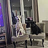 dog, dalmatian, black_dog, chair, living_room, tv, curtains, table, furniture, indoor, pets, home, floor, window, decor, remote_control, sitting, spot_pattern, carpet, relaxed