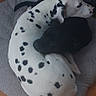 dog, dalmatian, black_dog, pet, animal, indoor, floor, tile_floor, mat, resting, curled_up, cozy, friendship, cute, companion, home, colorful_drawers, furniture, relaxing, close