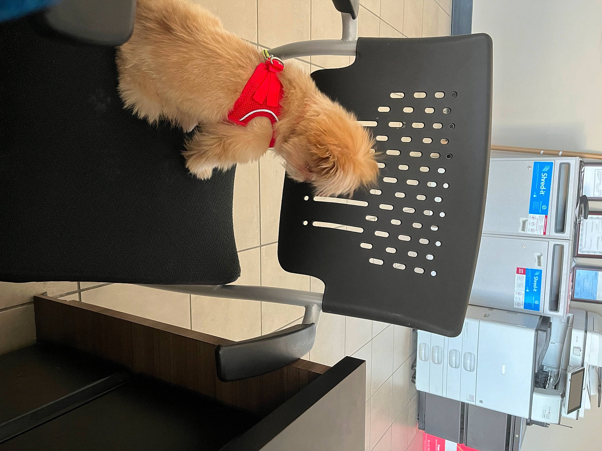 Butterscotch is registered to the contest to win money with this photo: carmine, comfort, companion_dog, display_device, dog, dog_breed, eyewear, felidae, fur, gadget, input_device, machine, office_equipment, room, sporting_group, stuffed_toy, tail, toy