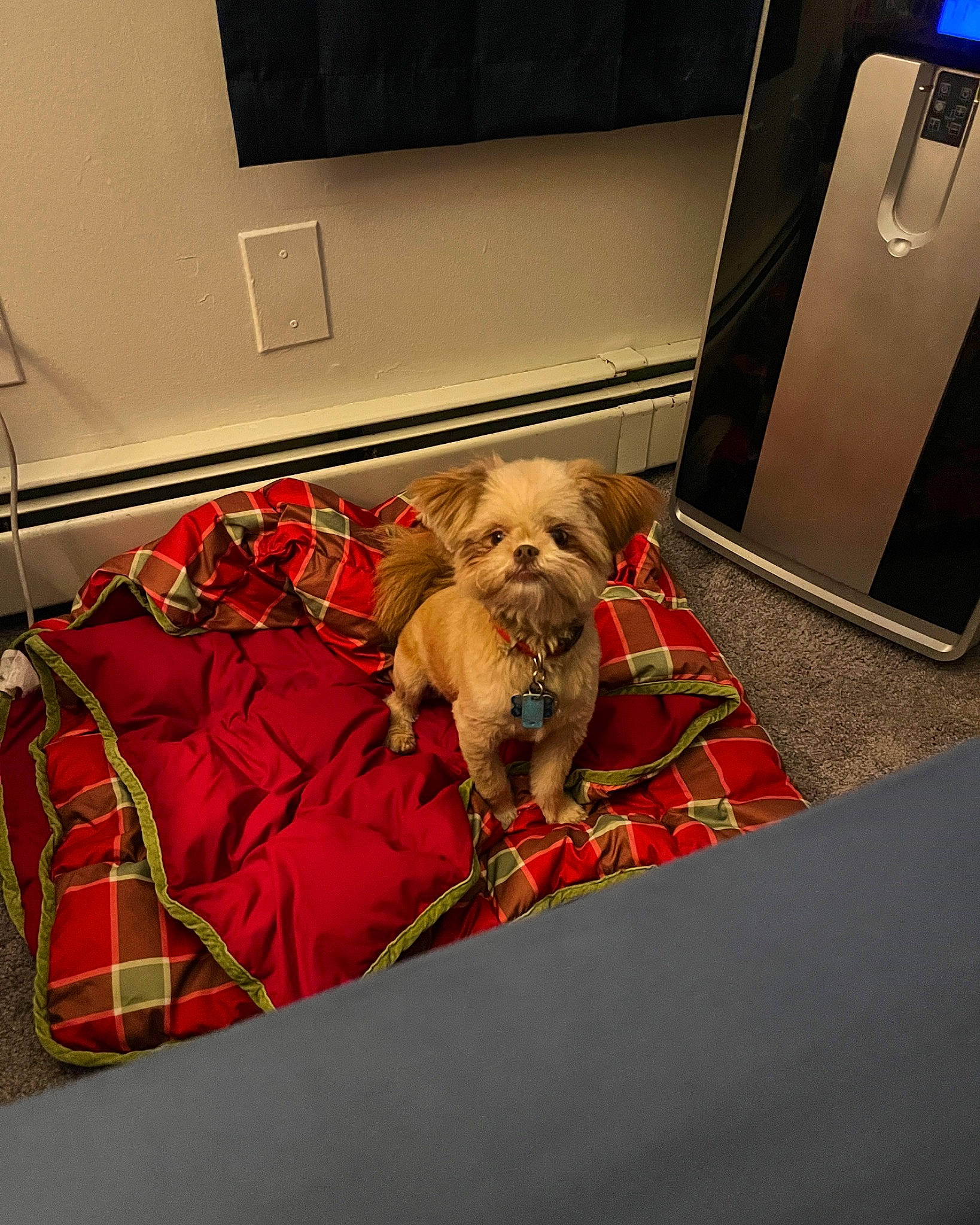 Butterscotch is registered to the contest to win money with this photo: audio_equipment, carnivore, comfort, companion_dog, dog, dog_breed, dog_supply, event, fawn, flooring, linens, liver, output_device, room, sporting_group, studio_monitor, subwoofer, toy_dog, vertebrate, working_animal