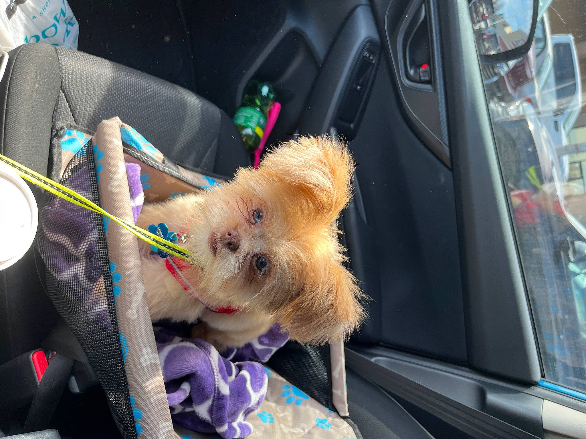 Butterscotch joined the competition — help win amazing prizes! auto_part, automotive_exterior, automotive_window_part, car, carnivore, collar, companion_dog, dog, dog_breed, fashion_accessory, fawn, fur, leash, motor_vehicle, snout, toy, toy_dog, vehicle, vehicle_door, windshield