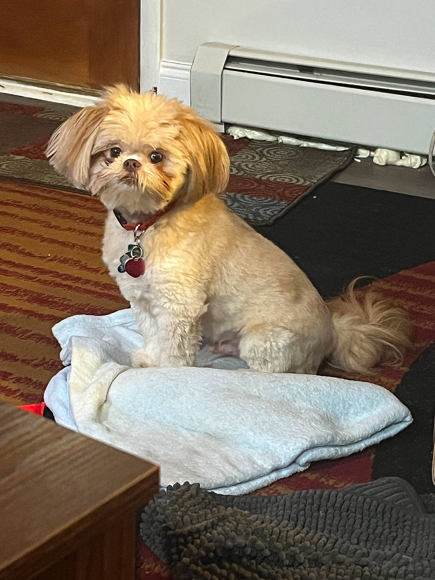 animal, canine, computerhardware, couch, dog, drawer, electronics, furniture, hardware, hardwood, homedecor, indoors, interiordesign, linen, pet, plywood, poodle, puppy, terrier, wood