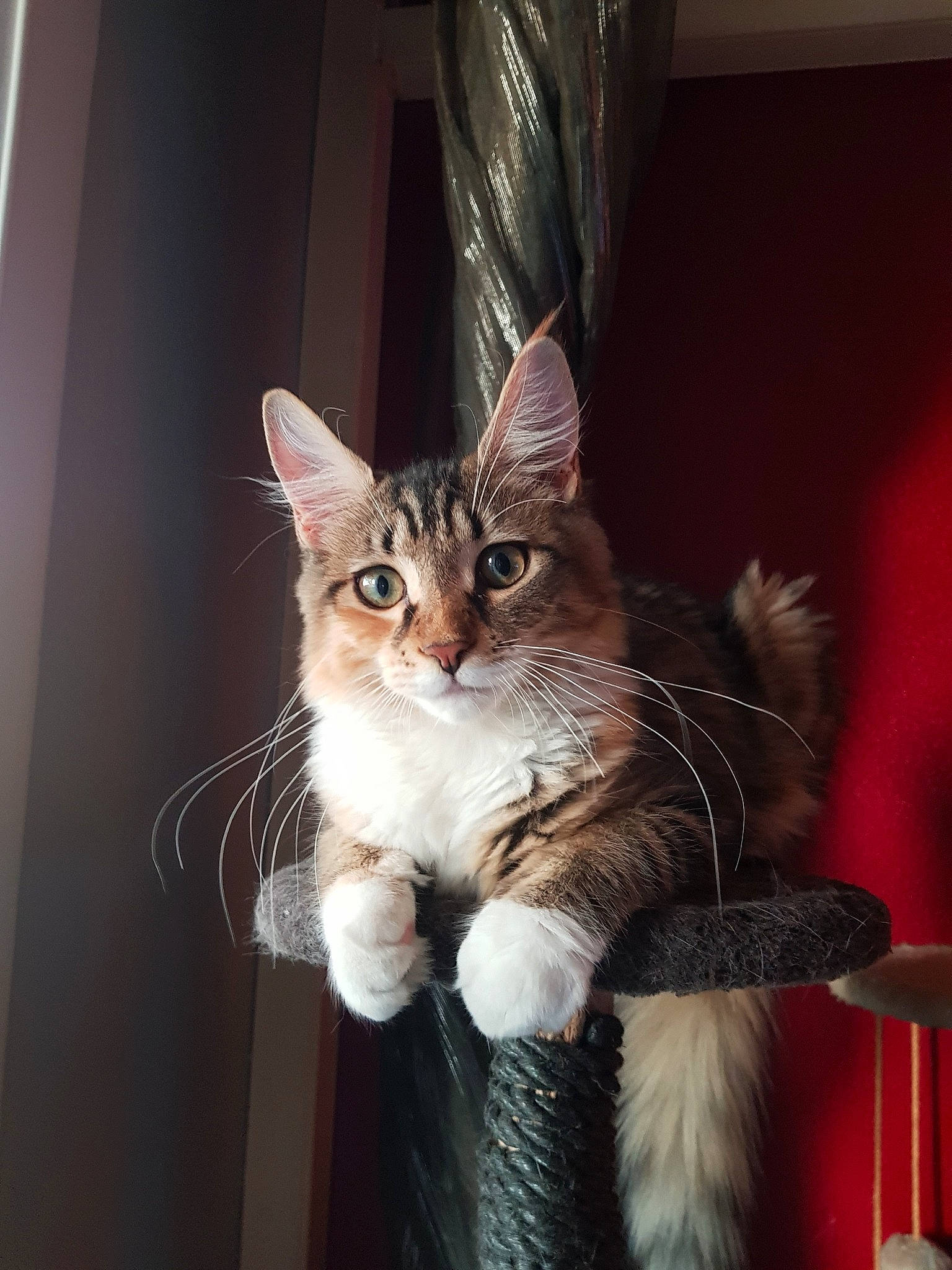 Rubie a rejoint le concours — aidez-le/la à gagner de superbes lots ! carnivore, cat, claw, curtain, domestic_short_haired_cat, door, fawn, felidae, fur, paw, sitting, small_to_medium_sized_cats, snout, tail, tree, whiskers, wildlife, window, wood