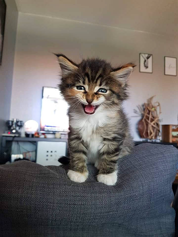 Rubie a rejoint le concours — aidez-le/la à gagner de superbes lots ! carnivore, cat, claw, comfort, domestic_short_haired_cat, felidae, flooring, fur, paw, picture_frame, sitting, small_to_medium_sized_cats, snout, tail, terrestrial_animal, whiskers