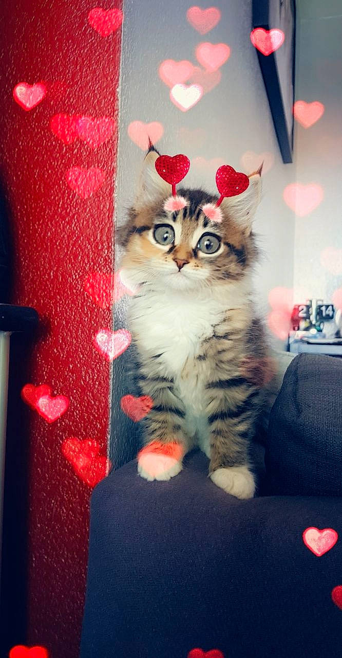 Rubie participe au concours pour gagner de l'argent avec cette photo : carmine, carnivore, cat, christmas_ornament, darkness, domestic_short_haired_cat, event, fawn, felidae, fur, holiday, lap, light, magenta, pattern, room, small_to_medium_sized_cats, tail, tree, whiskers