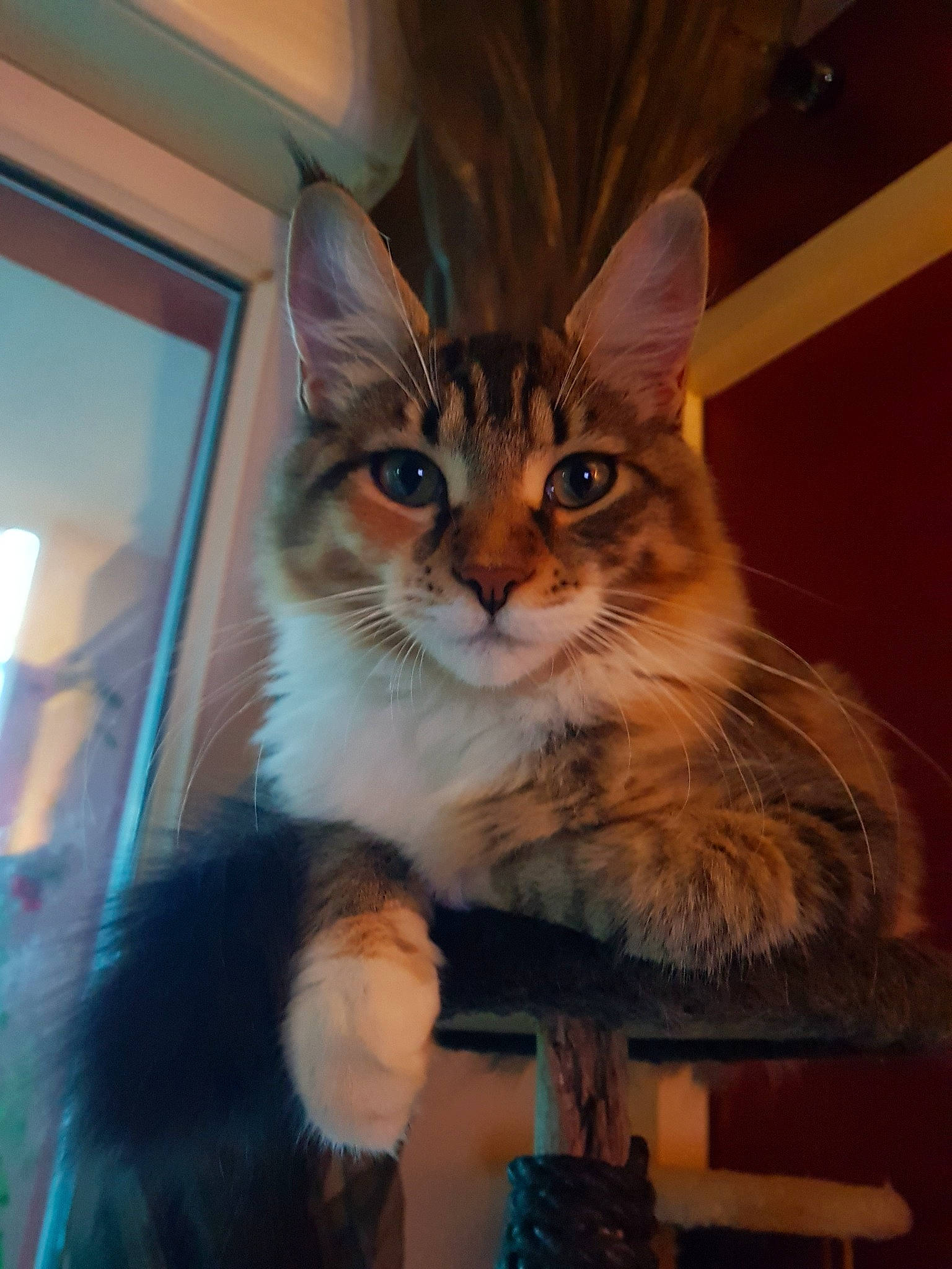 Rubie a rejoint le concours — aidez-le/la à gagner de superbes lots ! box, carnivore, cat, cat_supply, claw, domestic_short_haired_cat, door, drawer, fawn, felidae, fur, maine_coon, paw, sitting, small_to_medium_sized_cats, snout, tail, whiskers, window