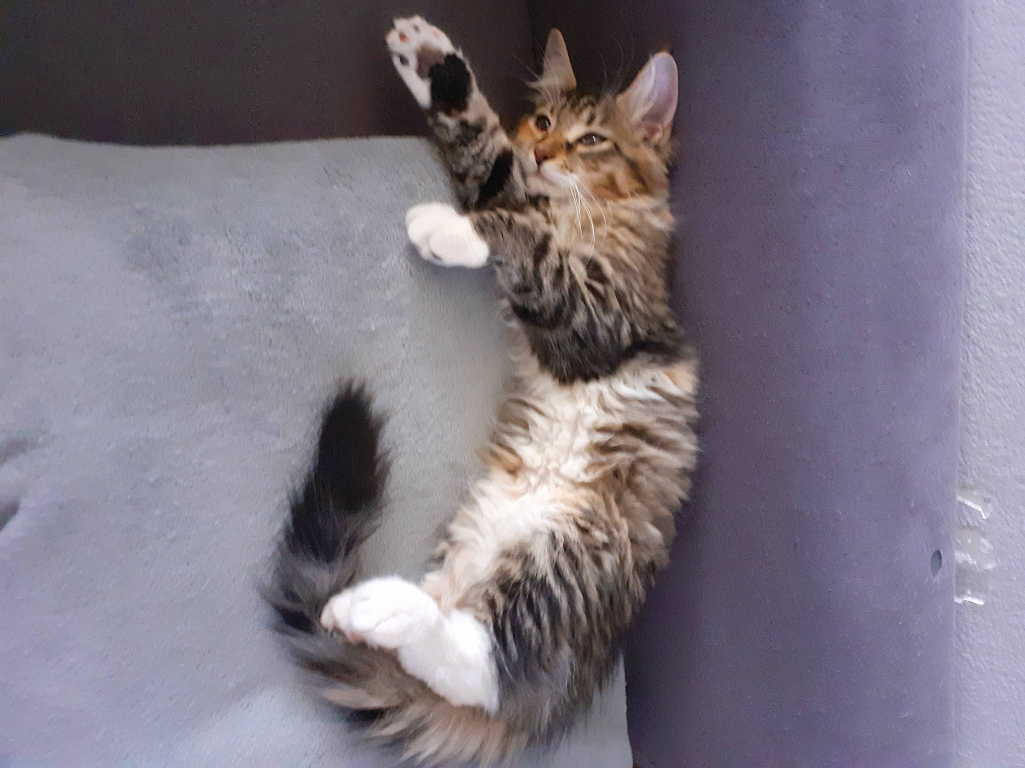 Rubie a rejoint le concours — aidez-le/la à gagner de superbes lots ! carnivore, cat, cat_supply, claw, domestic_short_haired_cat, fawn, felidae, fur, paw, small_to_medium_sized_cats, snout, tail, terrestrial_animal, whiskers, wildlife