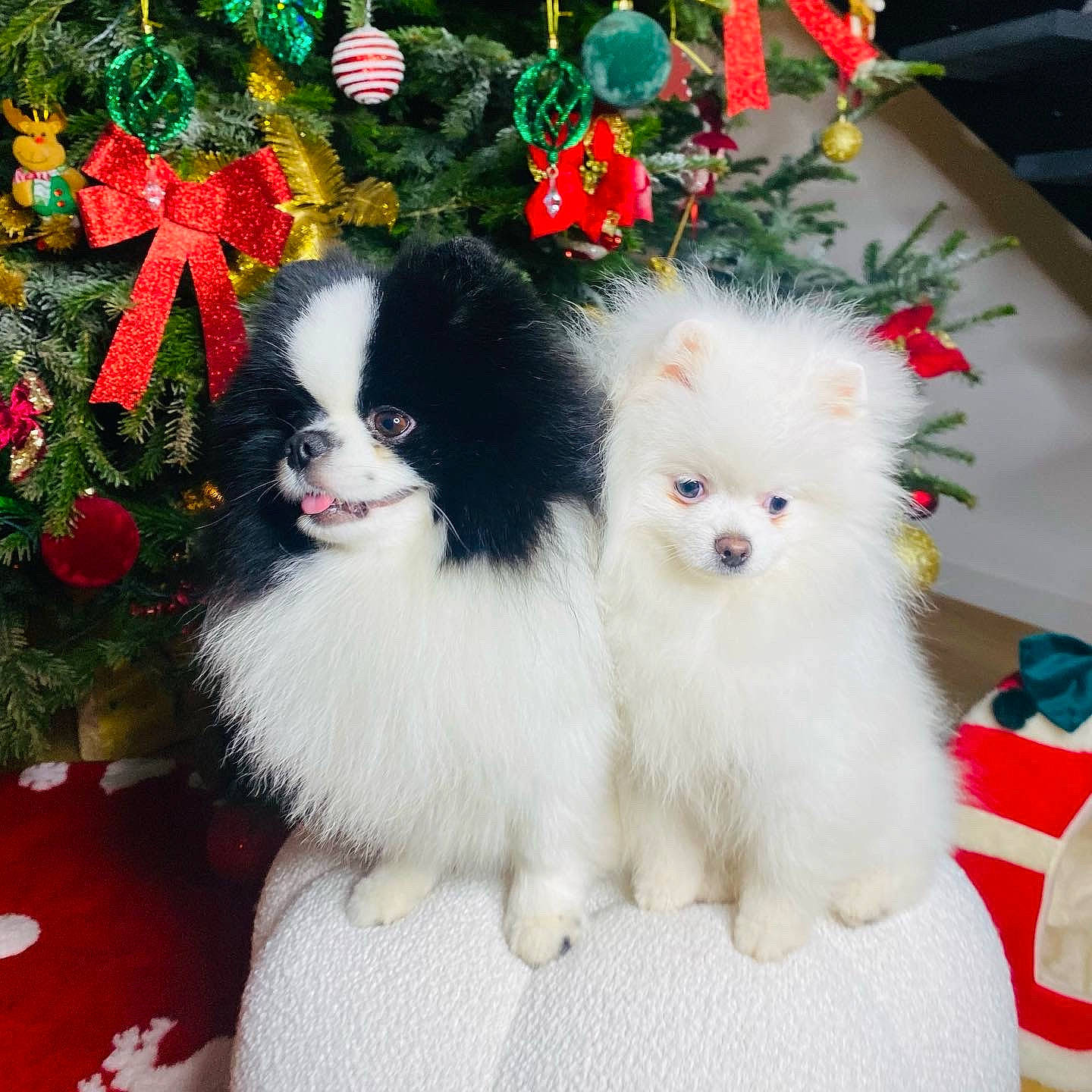 Bianca a rejoint le concours — aidez-le/la à gagner de superbes lots ! canidae, carnivore, christmas_ornament, companion_dog, dog, dog_breed, dog_supply, event, fawn, fur, grass, green, holiday, non_sporting_group, pattern, plant, rose, sporting_group, toy_dog, working_animal