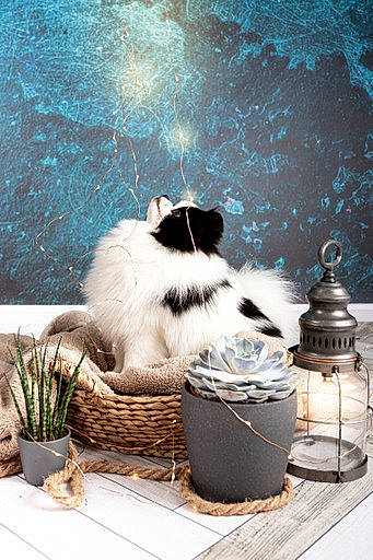 Boooba a rejoint le concours — aidez-le/la à gagner de superbes lots ! basket, carnivore, cat, felidae, flowerpot, fur, houseplant, monochrome, monochrome_photography, morning, outdoor_furniture, plant, serveware, sitting, small_to_medium_sized_cats, table, tail, whiskers, winter, wood