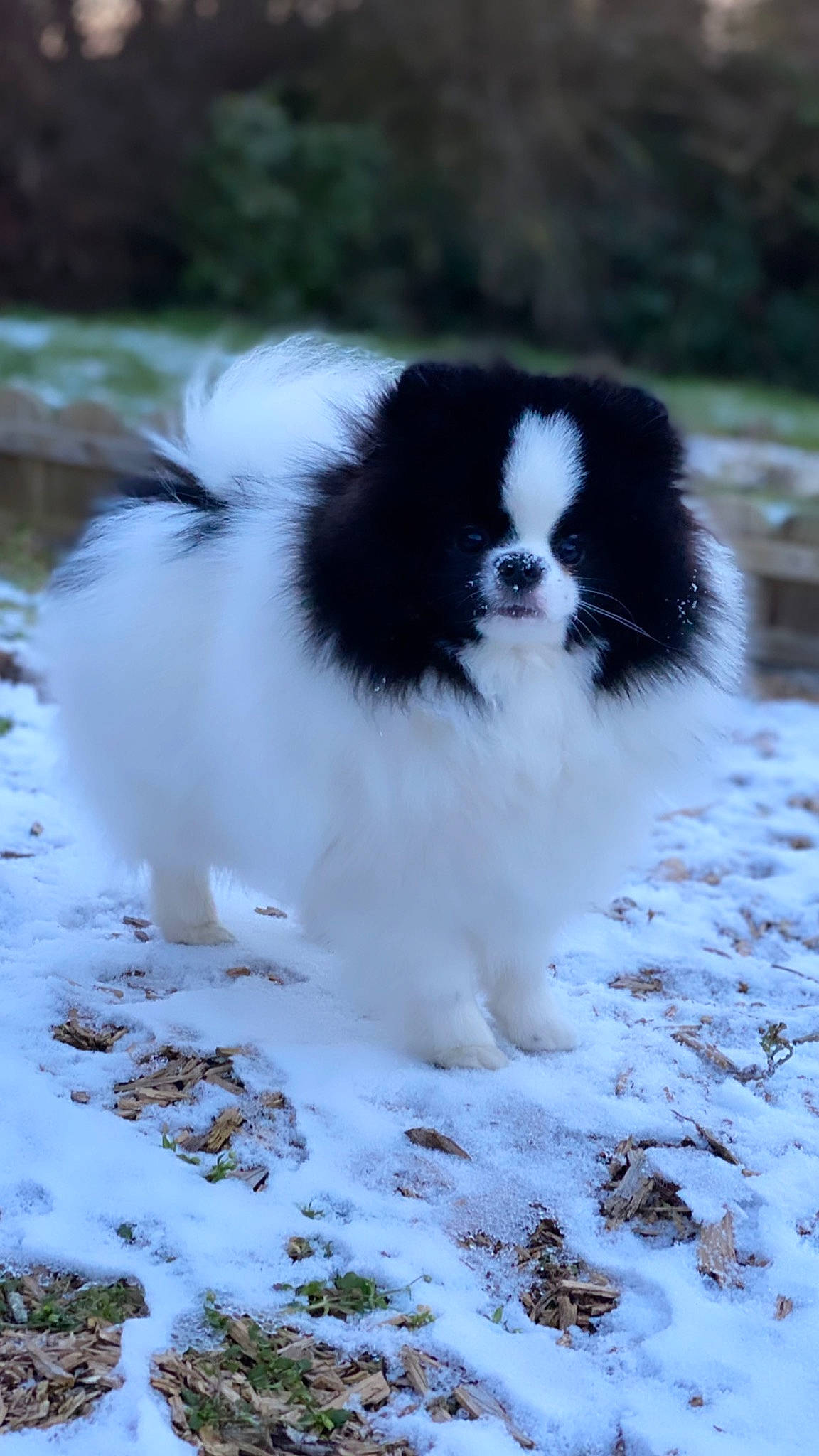 Boooba participe au concours pour gagner de l'argent avec cette photo : ancient_dog_breeds, canidae, carnivore, companion_dog, dog, dog_breed, freezing, fur, grass, non_sporting_group, precipitation, snout, snow, sporting_group, terrestrial_animal, toy_dog, winter, working_animal, working_dog