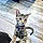 Tabitha