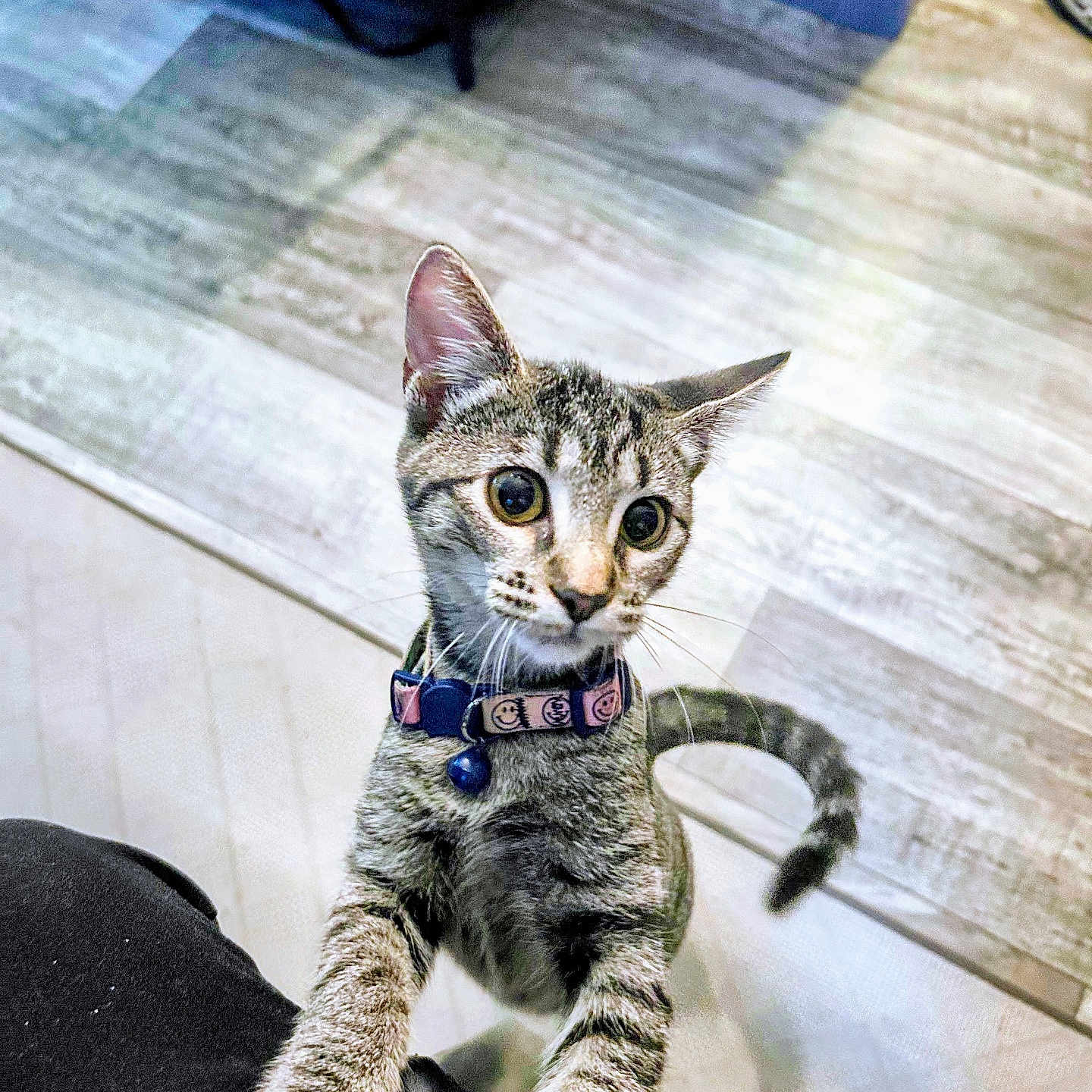 Tabitha joined the competition — help win amazing prizes! cat, kitten, tabby, collar, indoor, floor, wooden_floor, pet, animal, curious, whiskers, tail, paw, young, cute, looking_up, close_up, feline, domestic, playful