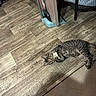 Tabitha is registered to the contest to win money with this photo: tabby_cat, floor, dollar_bill, pet_bed, dustpan, broom, wood_floor, indoor, curious, clawing, toy, furniture, shoe, footwear, striped, paw, resting, home, domestic_animal, playful