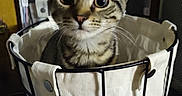 Mable is registered to the contest to win money with this photo: cat, kitten, tabby, basket, fabric, indoor, pet, curious, wide_eyes, feline, animal, container, black_metal, white, yellow_background, close_up, young, cute, sitting, domestic