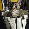 cat, kitten, tabby, basket, fabric, indoor, pet, curious, wide_eyes, feline, animal, container, black_metal, white, yellow_background, close_up, young, cute, sitting, domestic