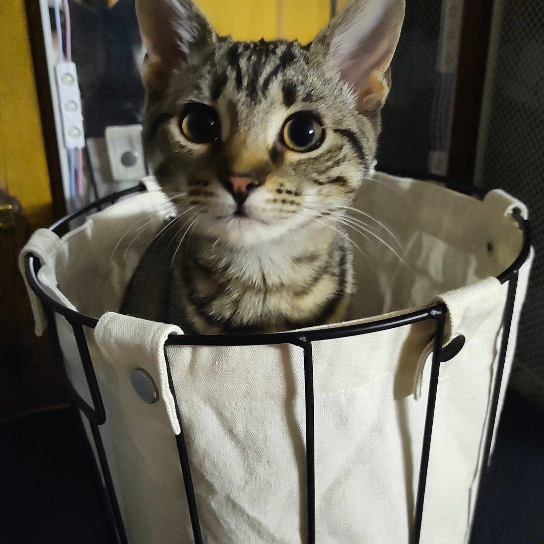 Mable is registered to the contest to win money with this photo: cat, kitten, tabby, basket, fabric, indoor, pet, curious, wide_eyes, feline, animal, container, black_metal, white, yellow_background, close_up, young, cute, sitting, domestic