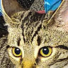 Mable is registered to the contest to win money with this photo: cat, tabby, close_up, yellow_eyes, fur, whiskers, face, animal, pet, curious, portrait, indoor, mesh, blue, black, texture, feline, ears, nose, focus