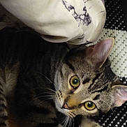 Mable joined the competition — help win amazing prizes! cat, tabby, yellow_eyes, curious, blanket, patterned_blanket, striped_fur, indoor, resting, floor, rug, black_and_white_rug, whiskers, ears, paw, pet, animal, feline, cozy, relaxed